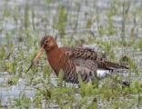 Black-tailed Godwit