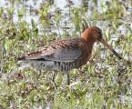 Black-tailed Godwit