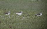 Greenshank
