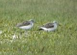 Greenshank