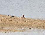 Red-crested Pochard