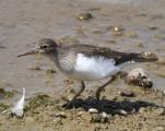 Sandpiper