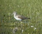 Greenshank