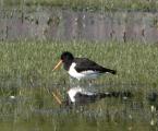 Oystercatcher