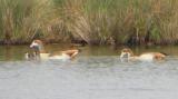 Egyptian Goose