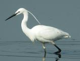 Little Egret