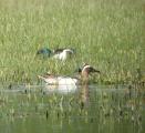 Garganey
