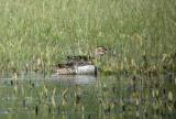 Garganey