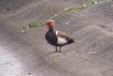 Red-crested Pochard