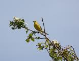 Yellow Wagtail