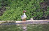 Goosander