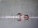 Garganey