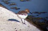 Sanderling