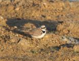 Little Plover