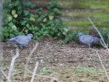 Stock Dove