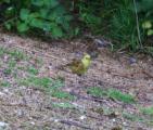 Yellowhammer