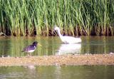 Oystercatcher