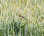 Yellow Wagtail