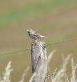 Corn Bunting