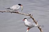 Common Tern