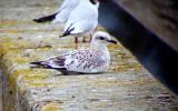 Mediterranean Gull