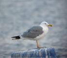 Yellow-legged Gull