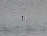 Shelduck