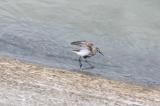 Dunlin