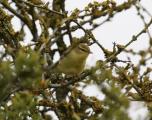 Willow Warbler