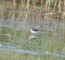 Green Sandpiper