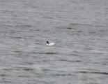 Shelduck