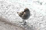 Dunlin