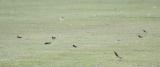 Barn Swallow