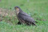 Sparrowhawk