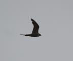 Peregrine Falcon