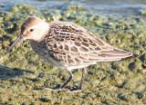 Dunlin