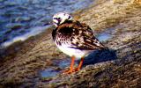 Ruddy Turnstone