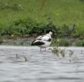 Pied Avocet