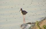 Spotted Redshank
