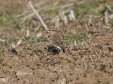 Wheatear