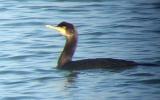 Shag