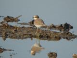 Little Plover