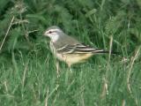 Yellow Wagtail