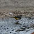 Grey Wagtail
