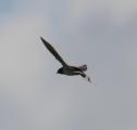 Barn Swallow