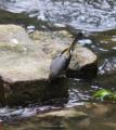Grey Wagtail