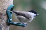 Marsh Tit