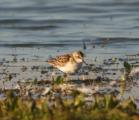 Little Stint