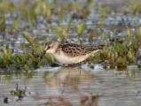 Little Stint