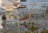 Dunlin